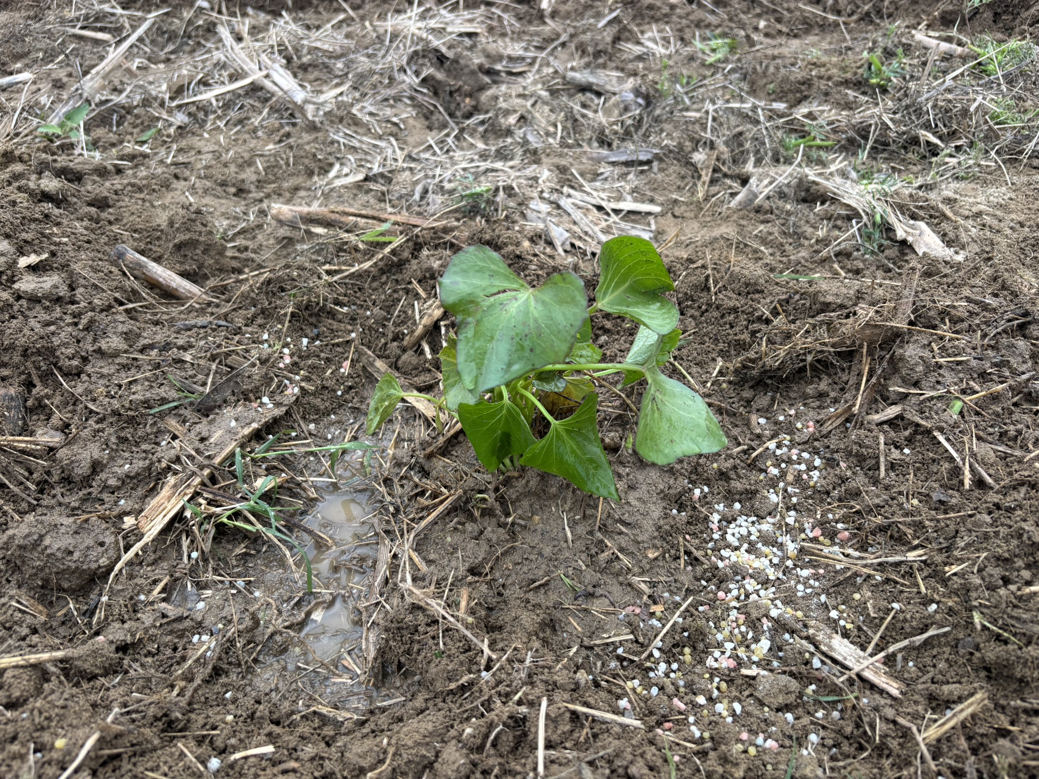 A new plant will flourish in good soil with regular care.